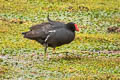 Common Gallinule Gallinula galeata garmani