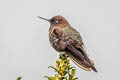 Coppery Metaltail Metallura theresiae theresiae