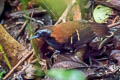 Cordillera Azul Antbird Myrmoderus eowilsoni