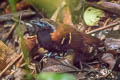 Cordillera Azul Antbird Myrmoderus eowilsoni