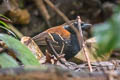 Cordillera Azul Antbird Myrmoderus eowilsoni