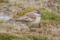 Cream-winged Cincodes Cinclodes albiventris albiventris