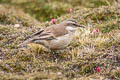 Cream-winged Cincodes Cinclodes albiventris albiventris