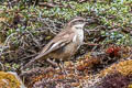 Cream-winged Cincodes Cinclodes albiventris albiventris