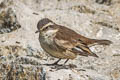 Cream-winged Cincodes Cinclodes albiventris albiventris