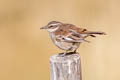 Cream-winged Cincodes Cinclodes albiventris albiventris