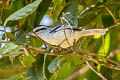 Creamy-bellied Antwren Herpsilochmus motacilloides