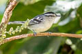 Creamy-bellied Antwren Herpsilochmus motacilloides