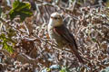 Creamy-crested Spinetail Cranioleuca albicapilla albigula