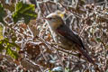 Creamy-crested Spinetail Cranioleuca albicapilla albigula