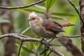 Creamy-crested Spinetail Cranioleuca albicapilla albicapilla 