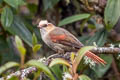 Creamy-crested Spinetail Cranioleuca albicapilla albicapilla 