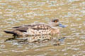 Crested Duck Lophonetta specularioides alticola