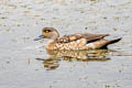 Crested Duck Lophonetta specularioides alticola