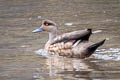 Crested Duck Lophonetta specularioides alticola