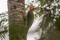 Rufous-headed Woodpecker Celeus spectabilis exsul