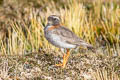 Diademed Sandpiper-Plover Phegornis mitchellii