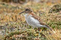 Diademed Sandpiper-Plover Phegornis mitchellii