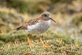 Diademed Sandpiper-Plover Phegornis mitchellii