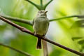 Double-banded Pygmy Tyrant Lophotriccus vitiosus vitiosus