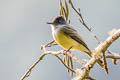 Dusky-capped Flycatcher Myiarchus tuberculifer atriceps 