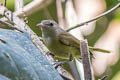Dusky-capped Greenlet Hylophilus hypoxanthus ictericus