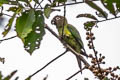 Dusky-headed Parakeet Aratinga weddellii
