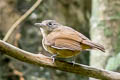 Dusky-throated Antshrike Thamnomanes ardesiacus ardesiacus