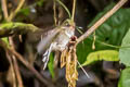 Ecuadorian Piedtail Phlogophilus hemileucurus