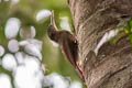 Elegant Woodcreeper Xiphorhynchus elegans juruanus