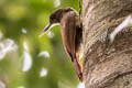 Elegant Woodcreeper Xiphorhynchus elegans juruanus