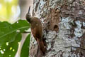 Elegant Woodcreeper Xiphorhynchus elegans juruanus