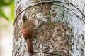 Elegant Woodcreeper Xiphorhynchus elegans juruanus