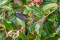 Emerald-bellied Puffleg Eriocnemis aline dybowskii