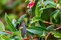 Emerald-bellied Puffleg Eriocnemis aline dybowskii