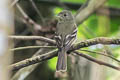 Euler's Flycatcher Lathrotriccus euleri bolivianus