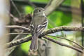 Euler's Flycatcher Lathrotriccus euleri bolivianus