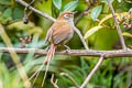 Eye-ringed Thistletail Asthenes palpebralis