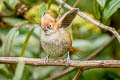 Eye-ringed Thistletail Asthenes palpebralis