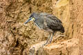 Fasciated Tiger Heron Tigrisoma fasciatum salmoni