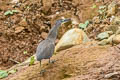 Fasciated Tiger Heron Tigrisoma fasciatum salmoni