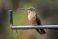 Fawn-breasted Brilliant Heliodoxa rubinoides cervinigularis