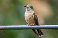 Fawn-breasted Brilliant Heliodoxa rubinoides cervinigularis