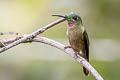 Fawn-breasted Brilliant Heliodoxa rubinoides cervinigularis