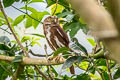 Ferruginous Pygmy Owl Glaucidium brasilianum ucayalae