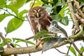 Ferruginous Pygmy Owl Glaucidium brasilianum ucayalae