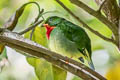 Firey-throated Fruiteater Pipreola chlorolepidota