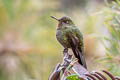 Fiery-throated Metaltail Metallura eupogon