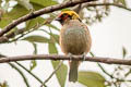 Flame-faced Tanager Tangara parzudakii urubambae 