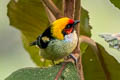 Flame-faced Tanager Tangara parzudakii urubambae 